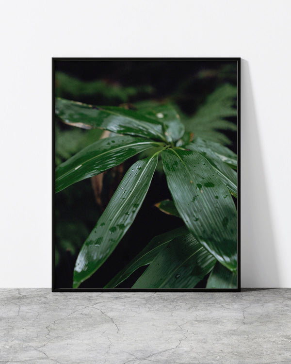 Minimalist botanical print featuring rich green foliage with moisture details in a dark forest setting.