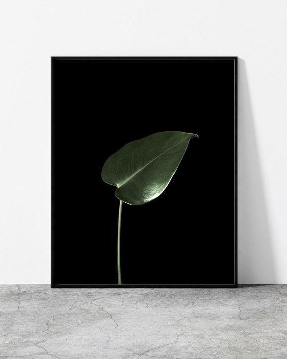 A wall poster Botanicus V1 designed by North Minimal featuring a single green leaf set against a black background. 