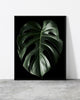 A wall poster Botanicus V2 designed by North Minimal featuring a single green leaf set against a black background. 