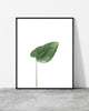 A wall poster Botanicus V5 designed by North Minimal featuring a single green leaf set against a white background. 